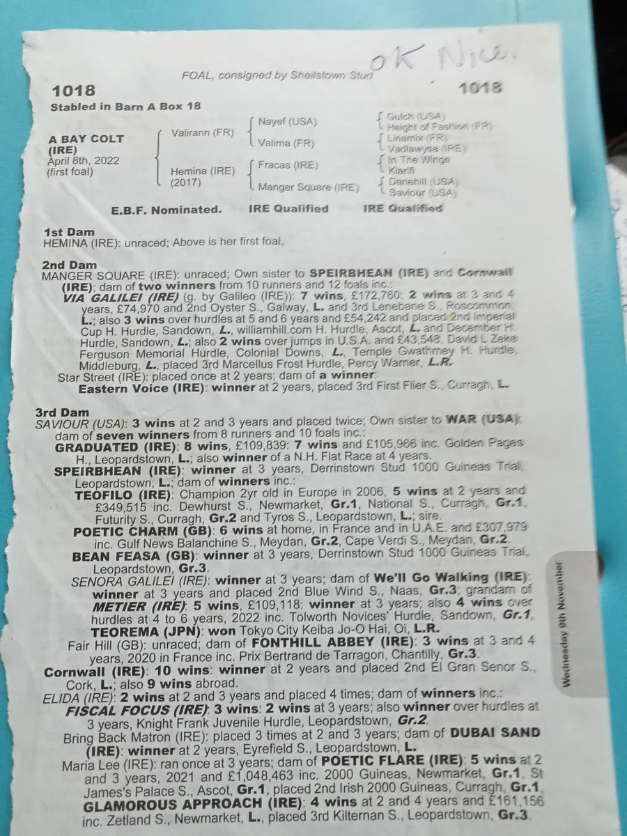 3years tb gelding. - Image 3