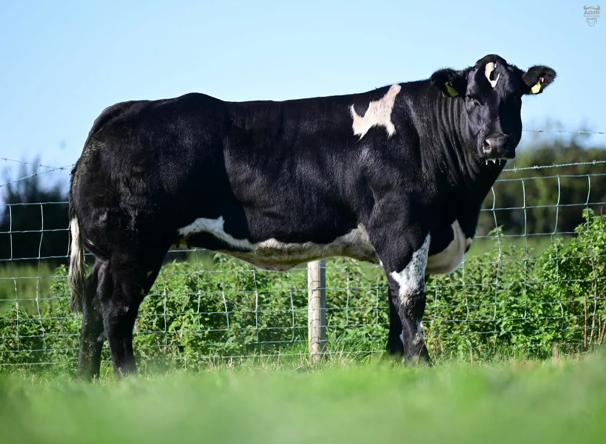 Show quality Blue heifers - Image 1
