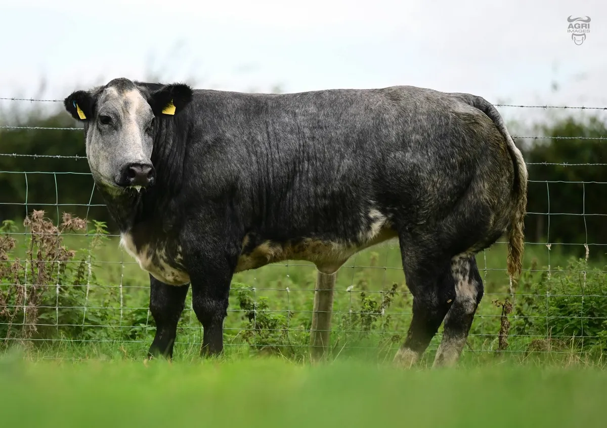 Show quality Blue heifers - Image 2