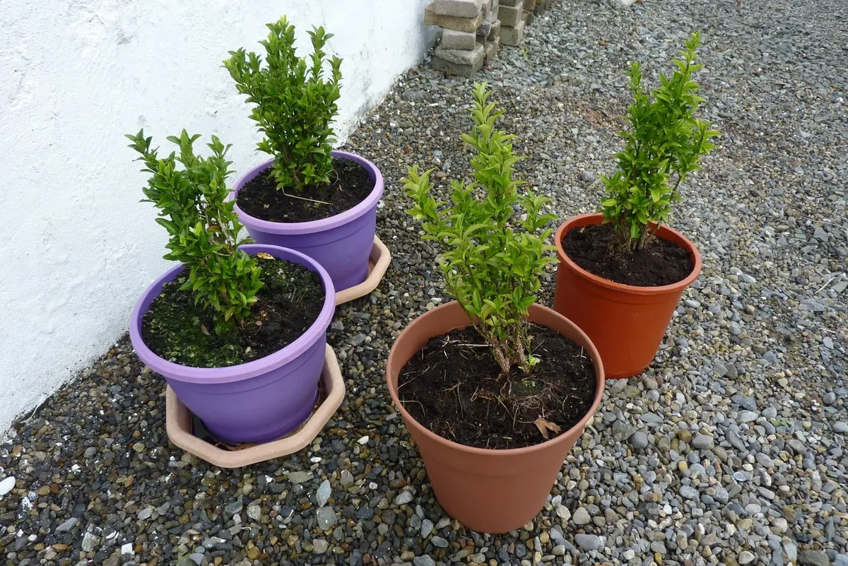 Shrubs
