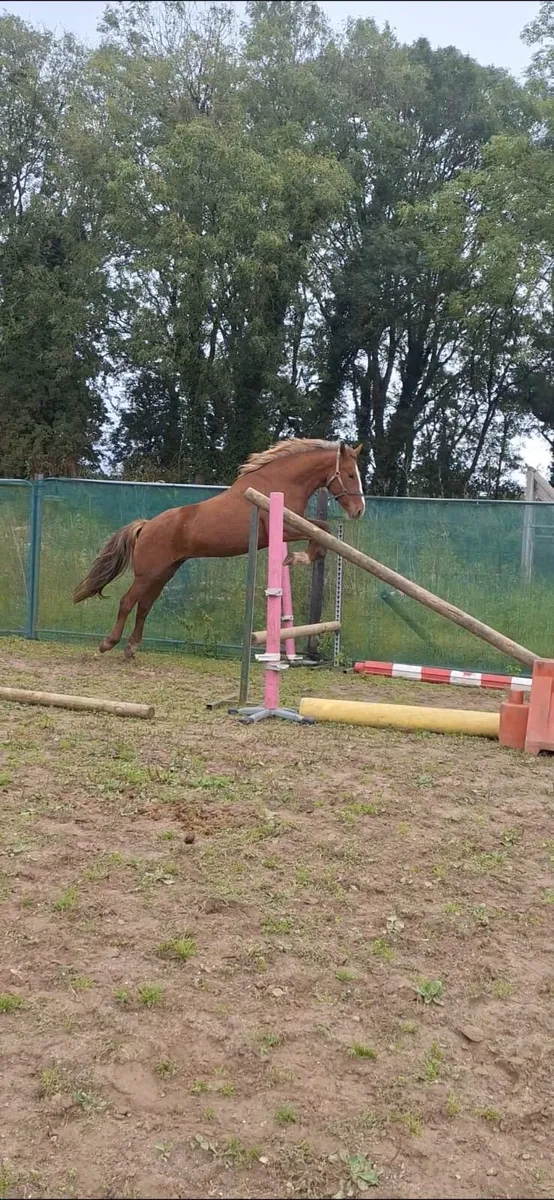 Cob mare 15.1 unbroken - Image 1