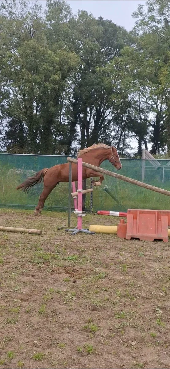 Cob mare 15.1 unbroken - Image 2