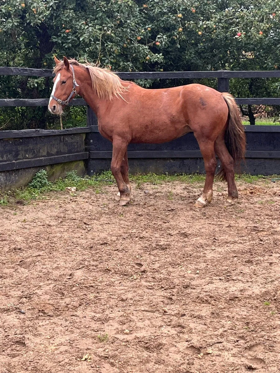 Cob mare 15.1 unbroken - Image 3