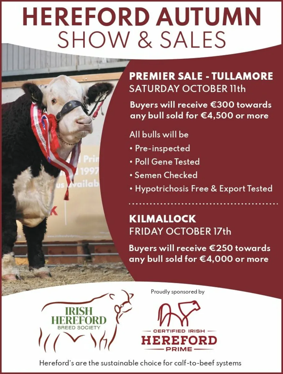 HEREFORD AUTUMN SHOW & SALES - Image 1