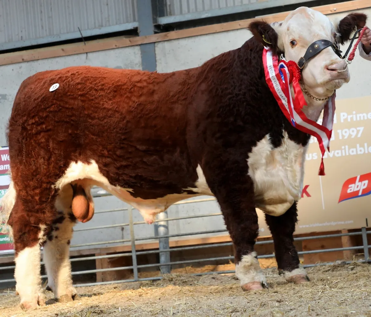 HEREFORD AUTUMN SHOW & SALES - Image 2