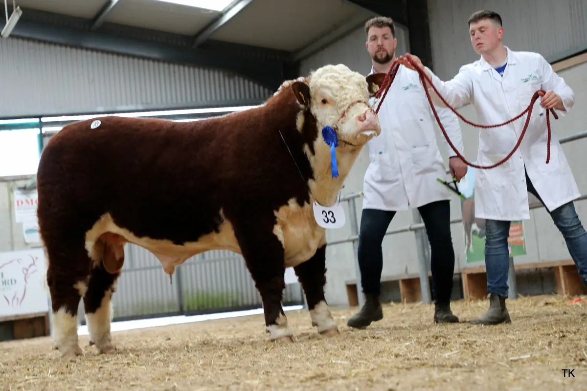 HEREFORD AUTUMN SHOW & SALES - Image 3