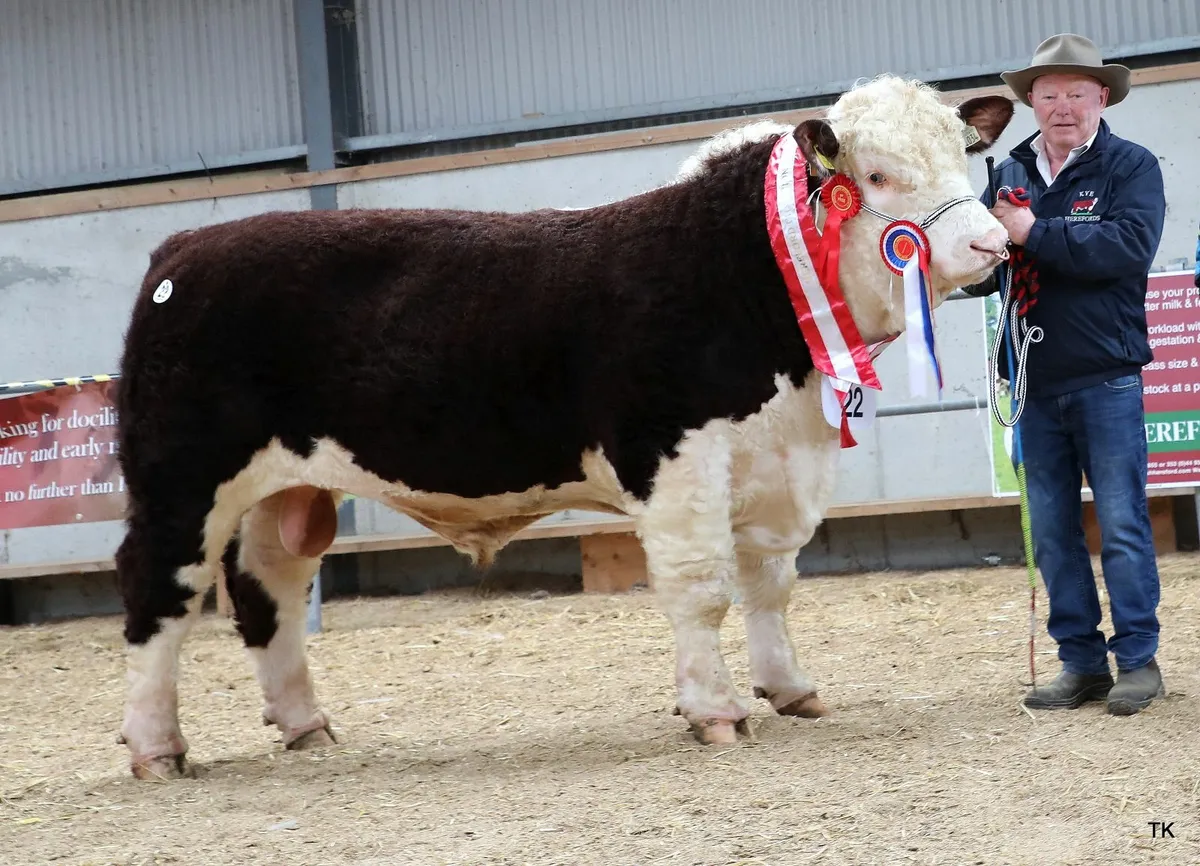 HEREFORD AUTUMN SHOW & SALES - Image 4