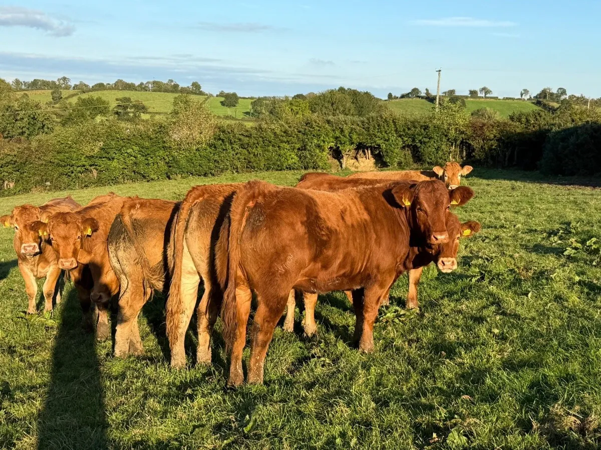 Top Grade Limousin Heifers - Image 1