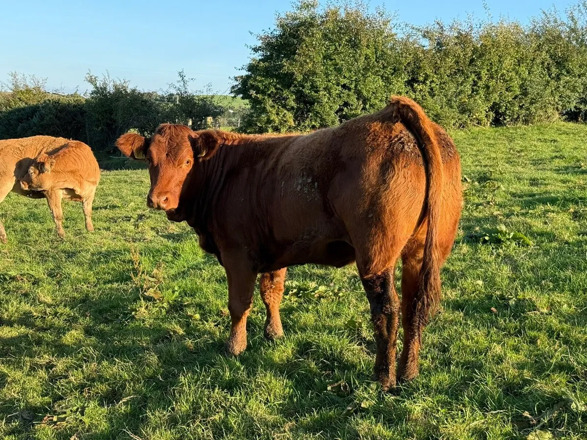 Top Grade Limousin Heifers - Image 2