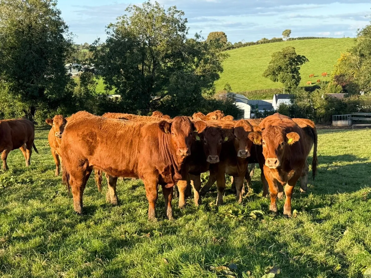 Top Grade Limousin Heifers - Image 3