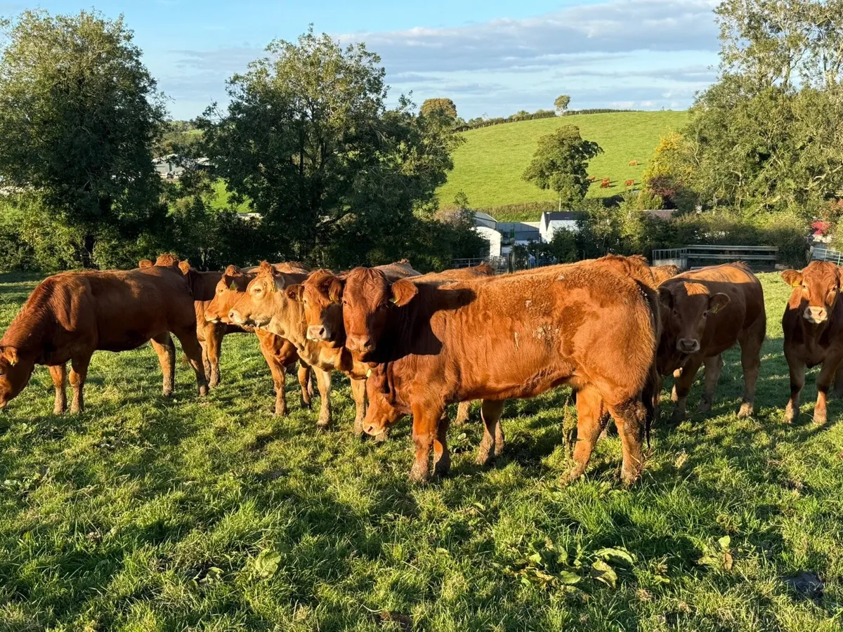 Top Grade Limousin Heifers - Image 4