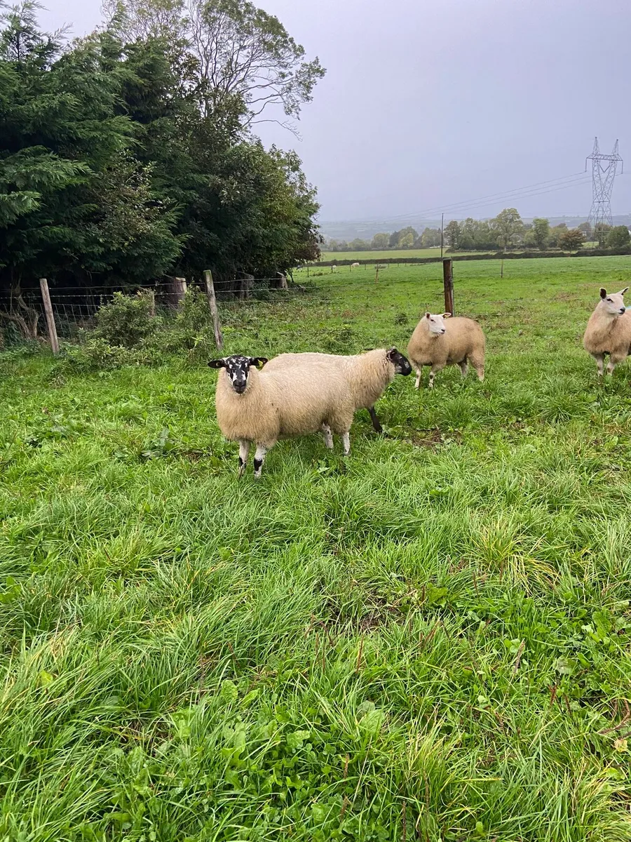 Ewe lambs for breeding - Image 1