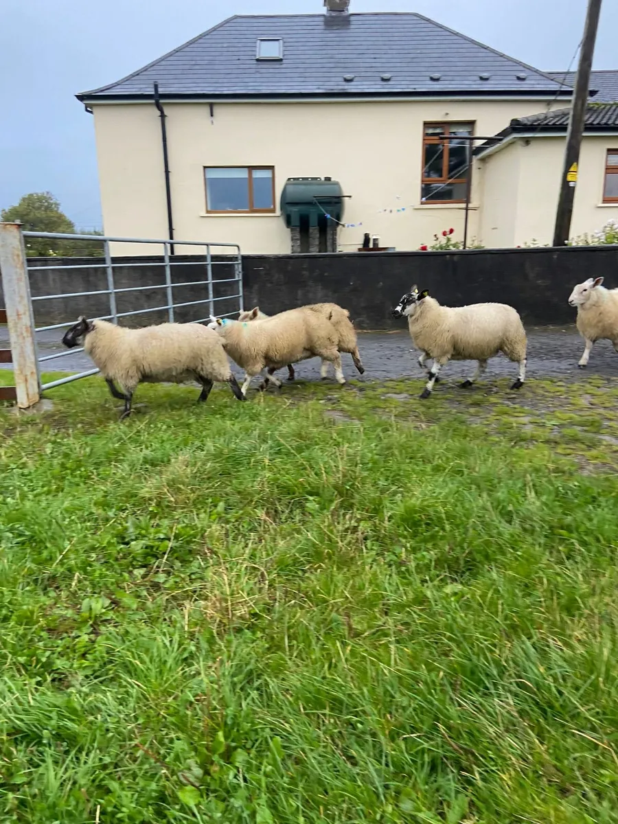 Ewe lambs for breeding - Image 2