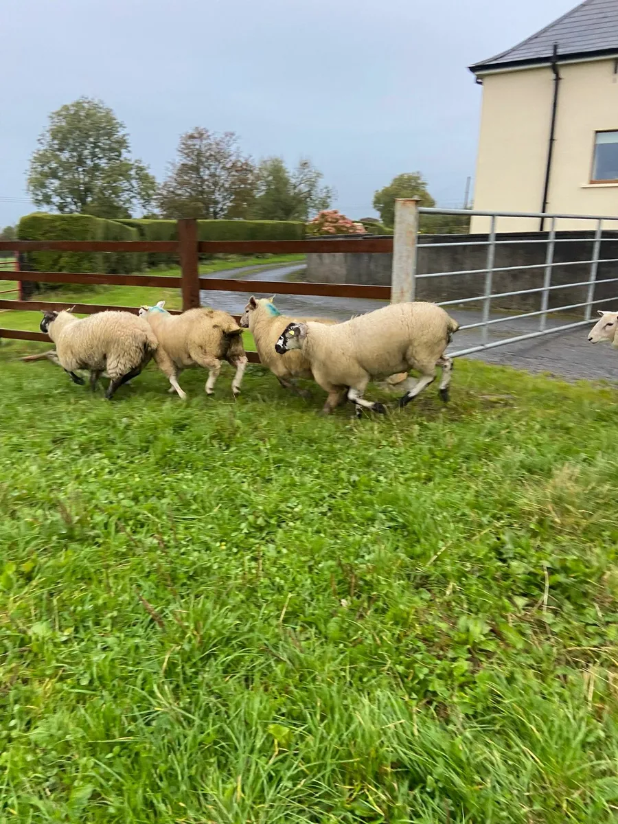 Ewe lambs for breeding - Image 3