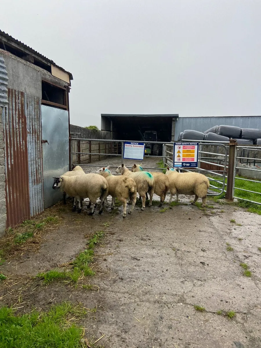 Ewe lambs for breeding - Image 4