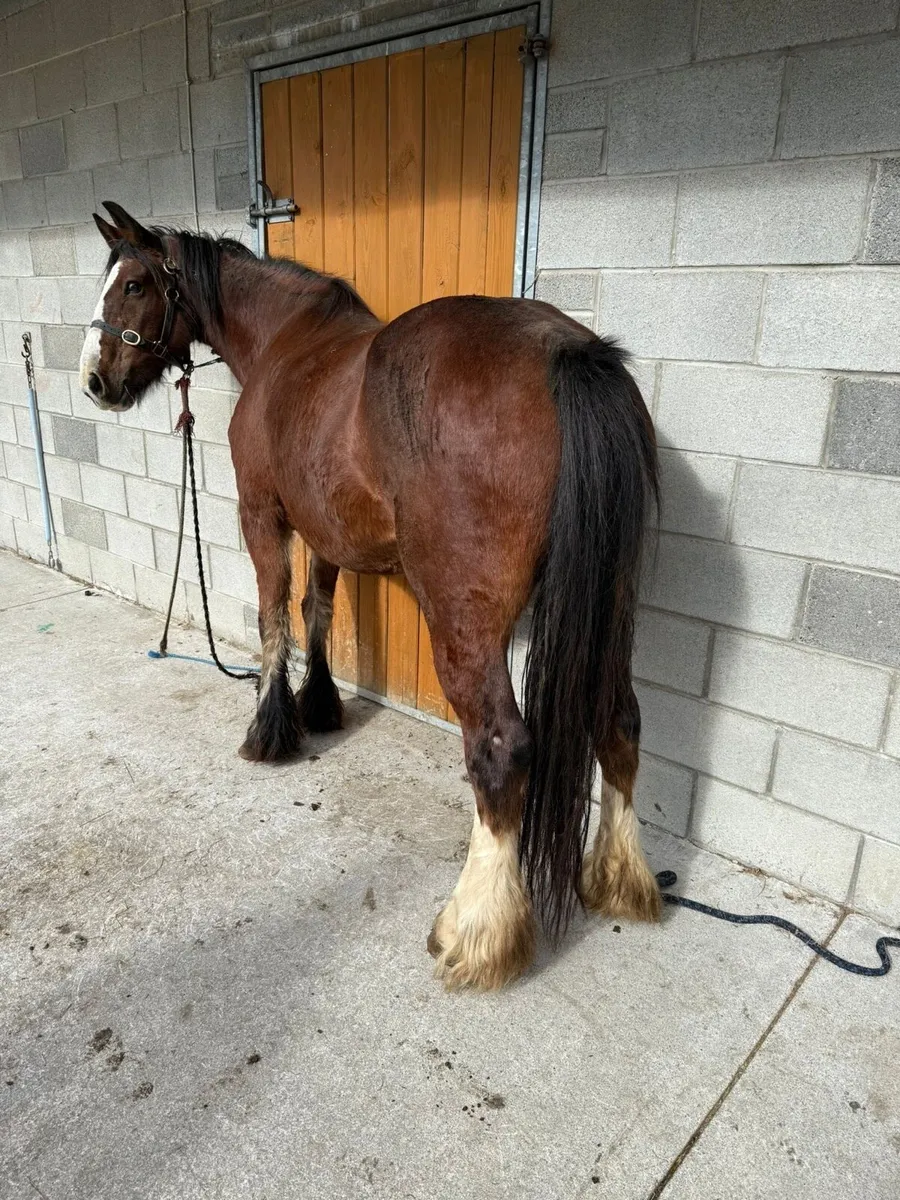 Halbred mare - Image 1