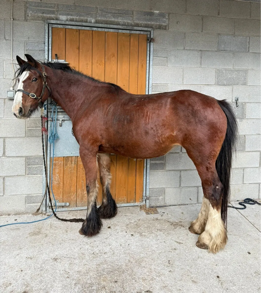 Halbred mare - Image 2