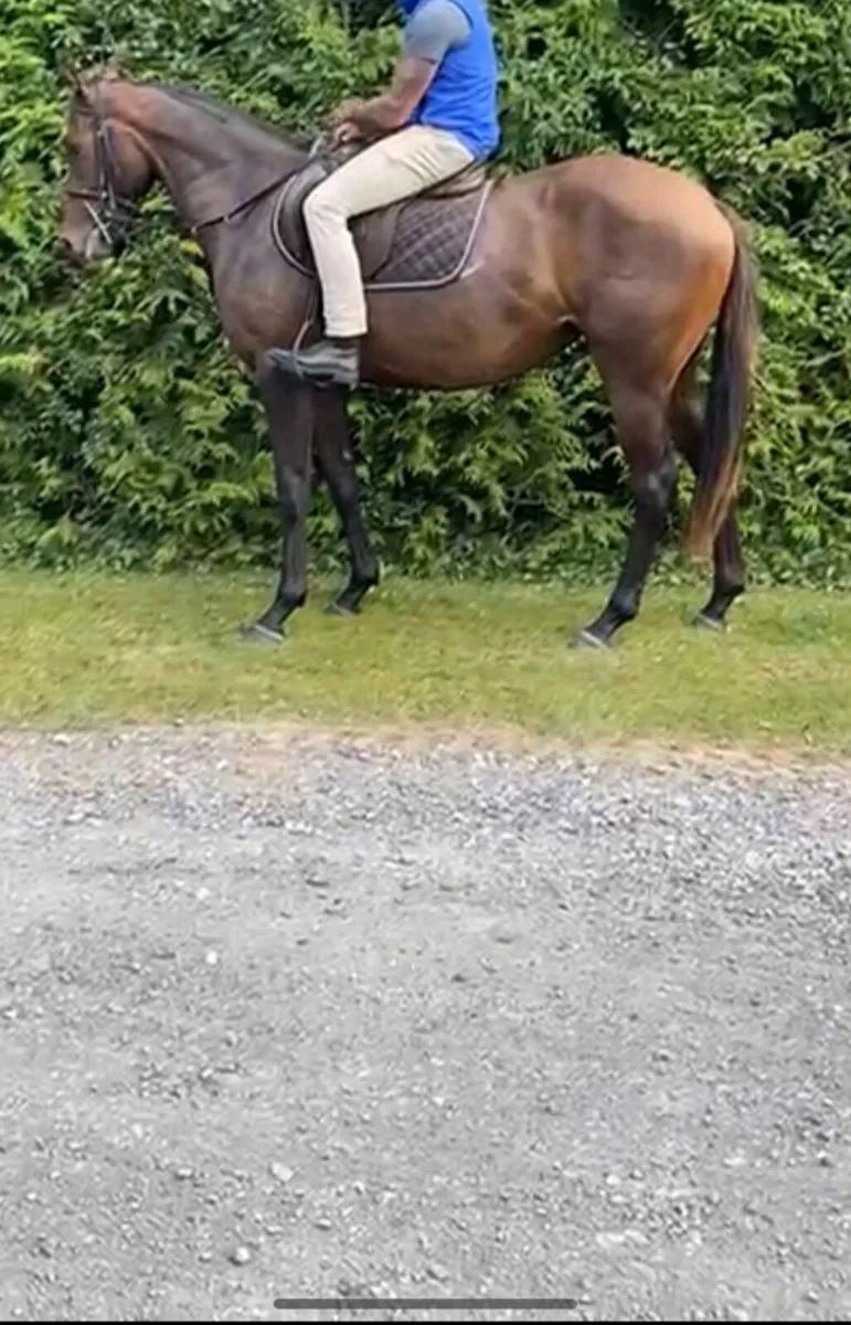 TB filly - Image 1