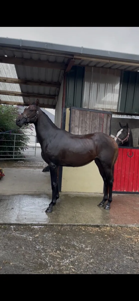 TB filly - Image 2