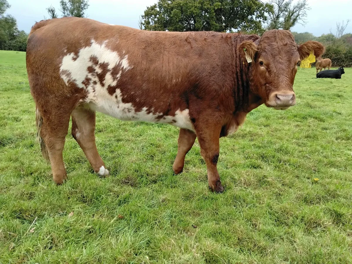 Heifers Scep eligible - Image 1