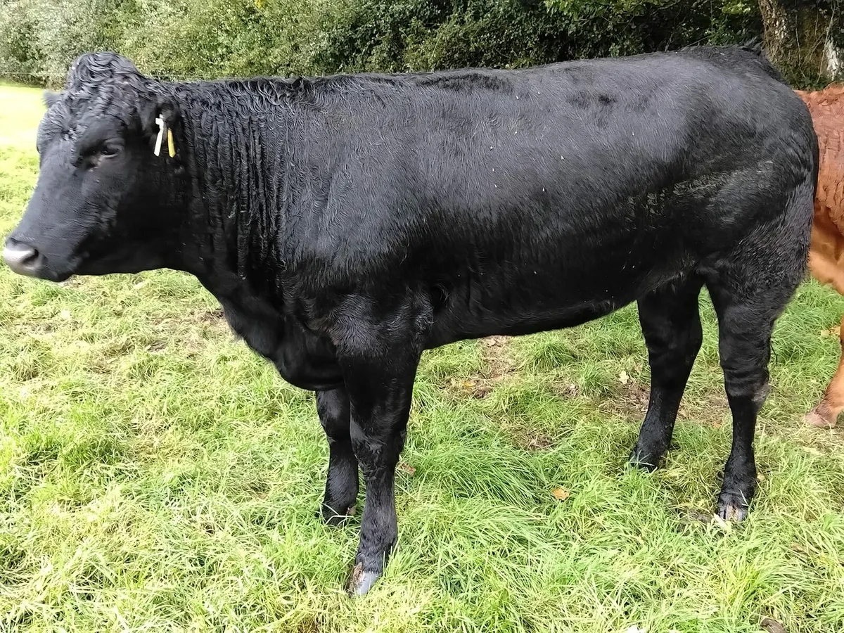 Heifers Scep eligible - Image 2