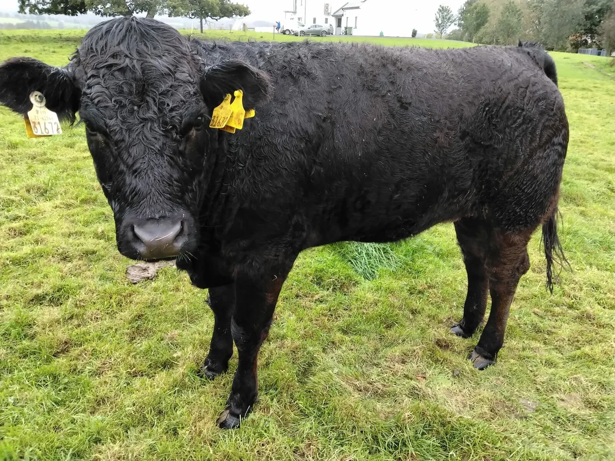 Heifers Scep eligible - Image 3