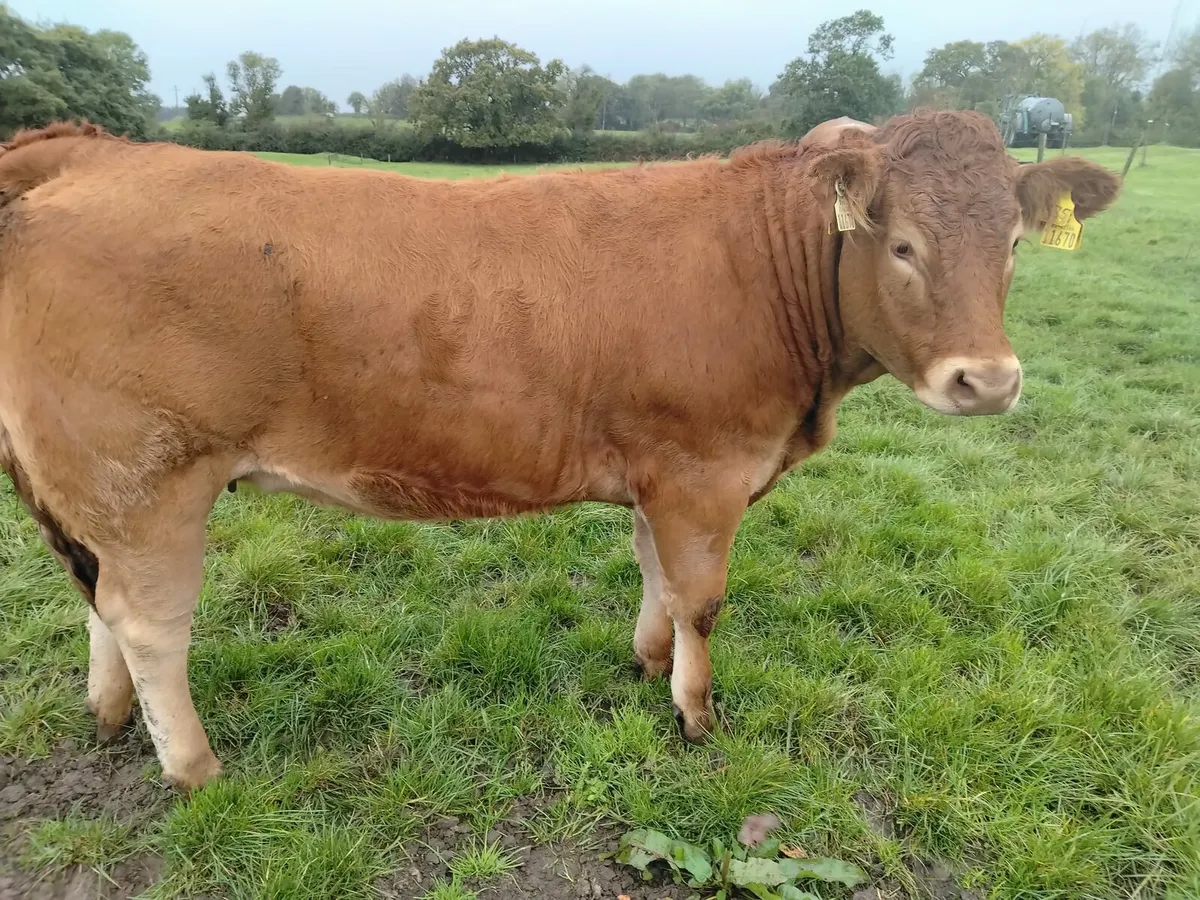Heifers Scep eligible - Image 4