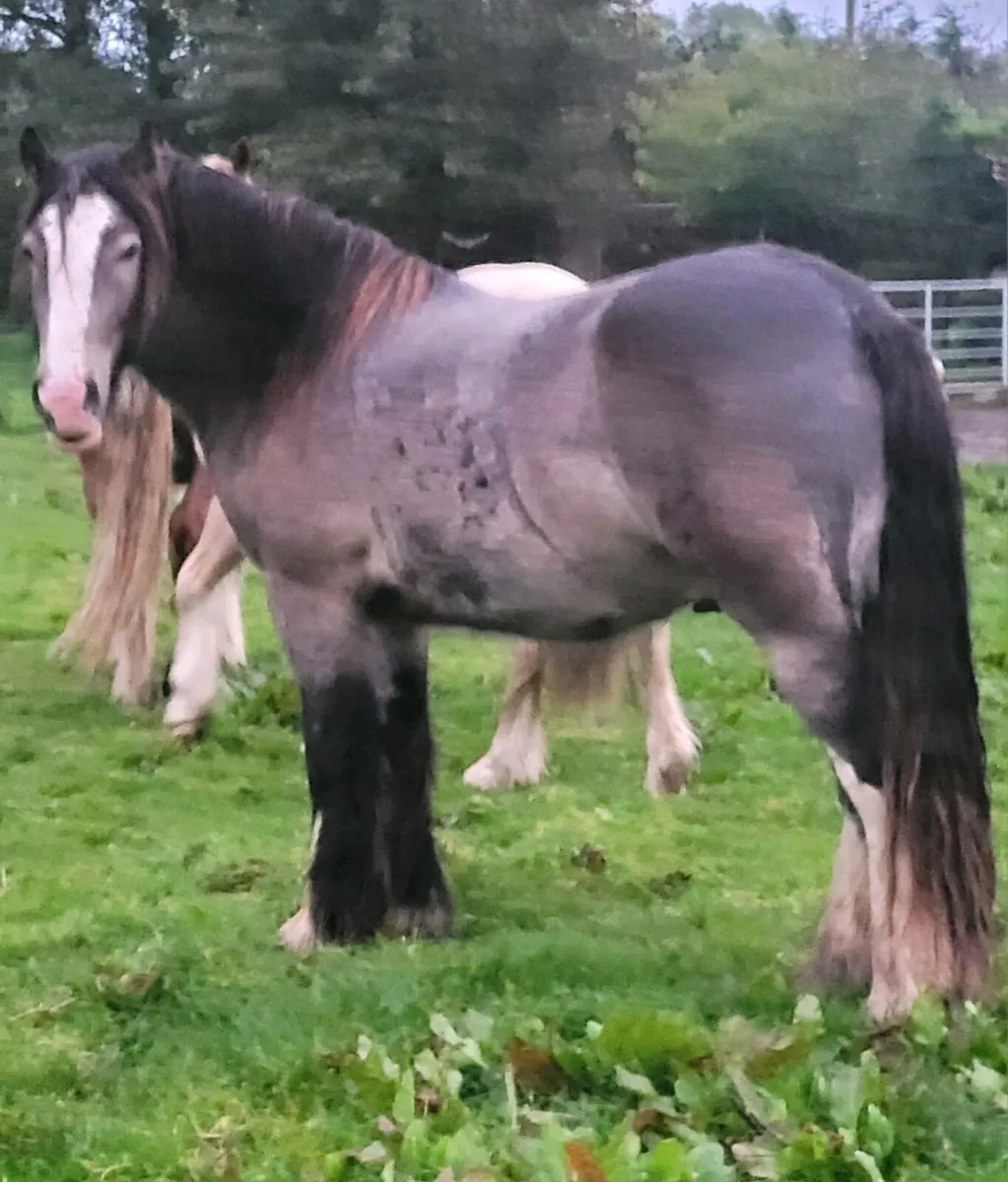 Gelding - Image 1