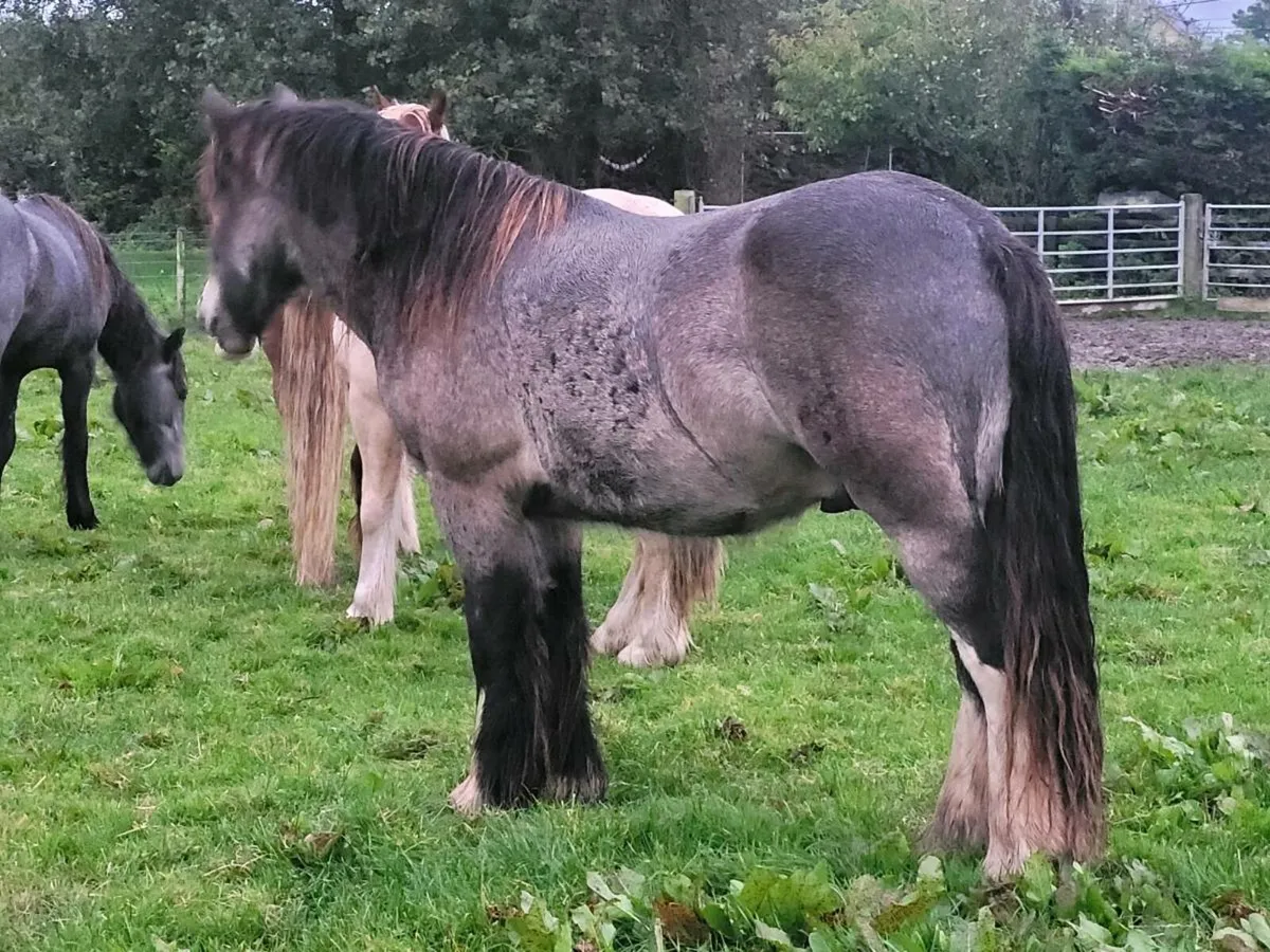Gelding - Image 2