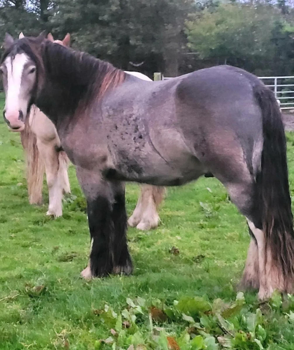 Gelding - Image 3