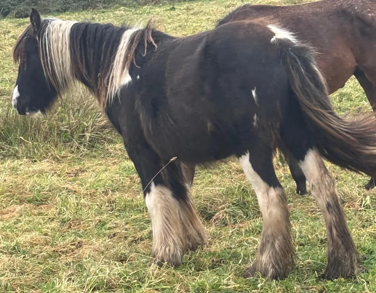 Cob filly - Image 1