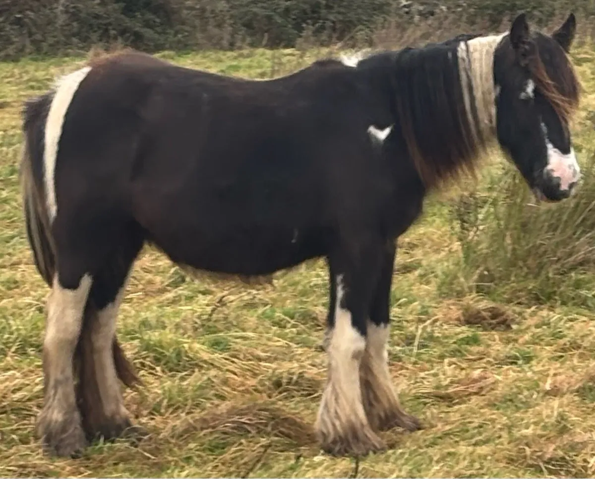 Cob filly - Image 2
