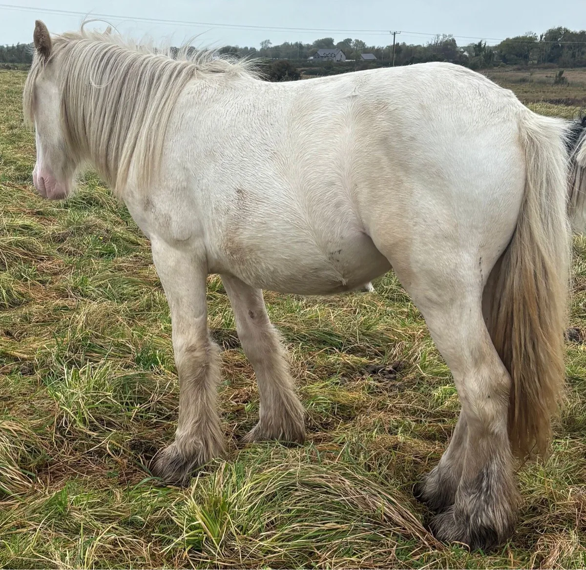 Yearling Gelding - Image 1