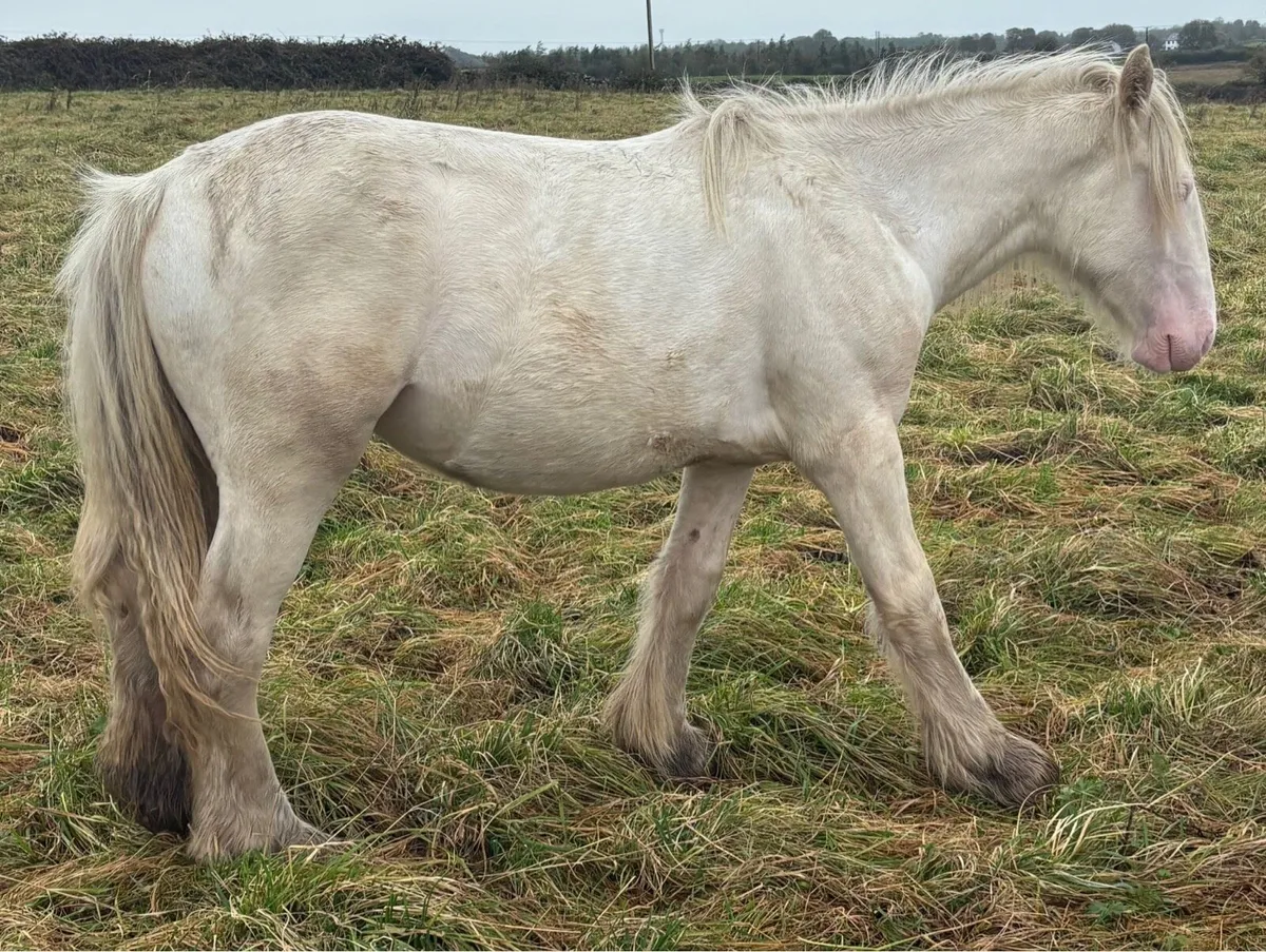 Yearling Gelding - Image 2