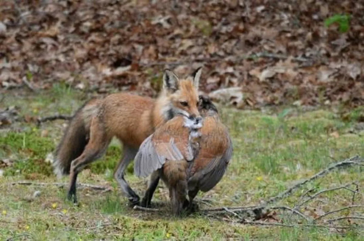 Vermin control foxes n rabbits