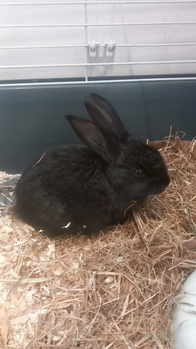 Two Rabits + Cage + Food - Image 2
