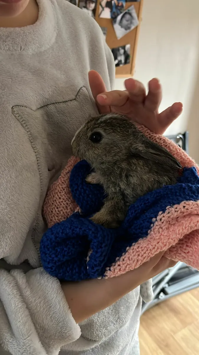 Two Rabits + Cage + Food - Image 3