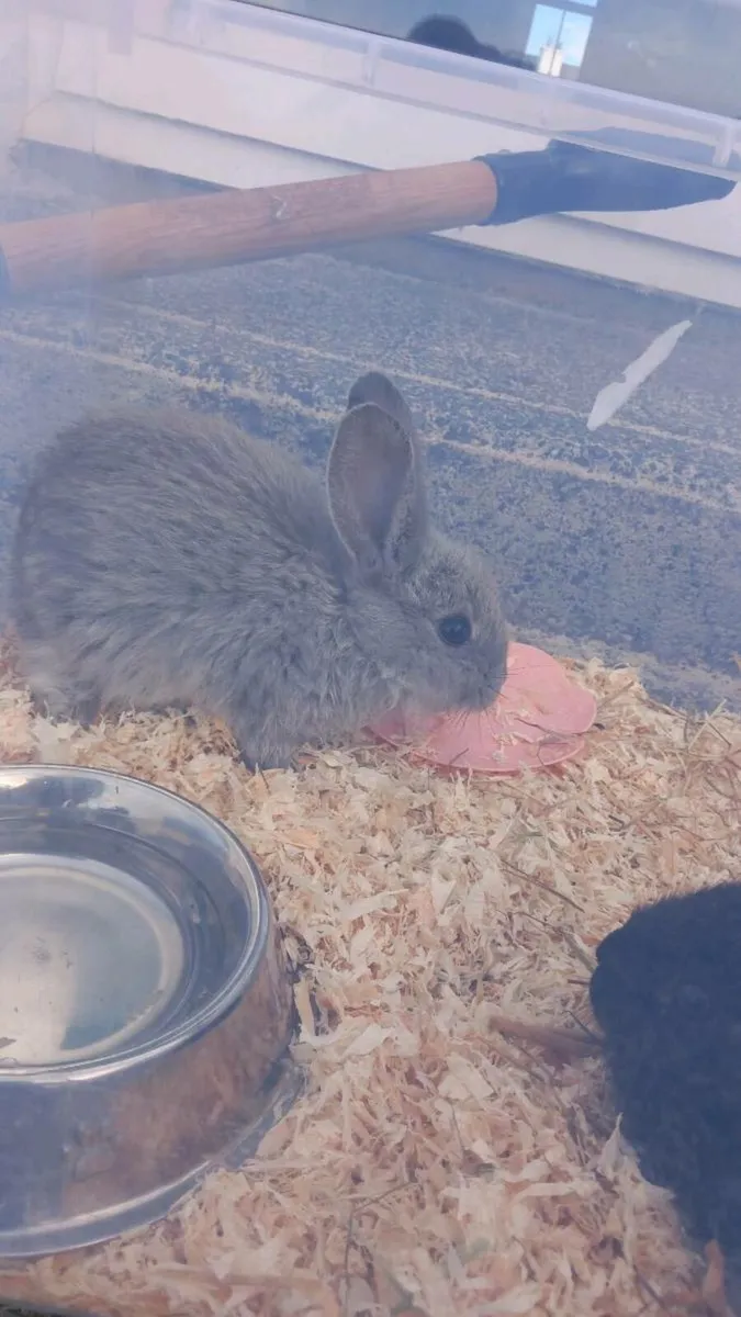 Two Rabits + Cage + Food - Image 4