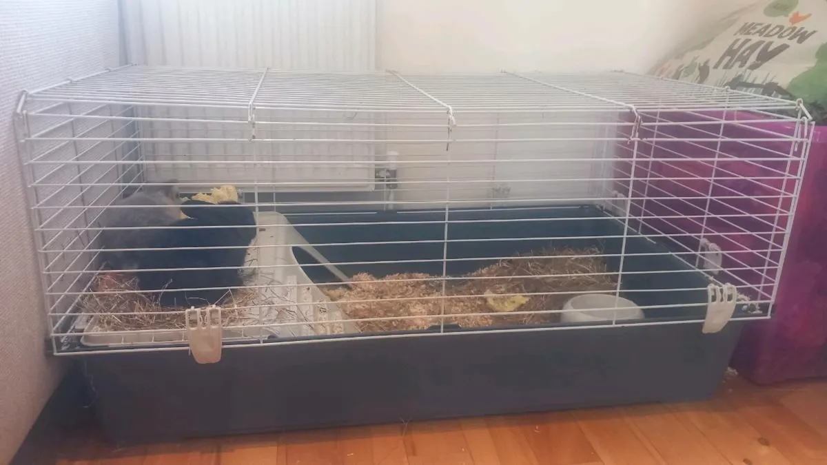 Beautifull Bunnies!!! - Image 4