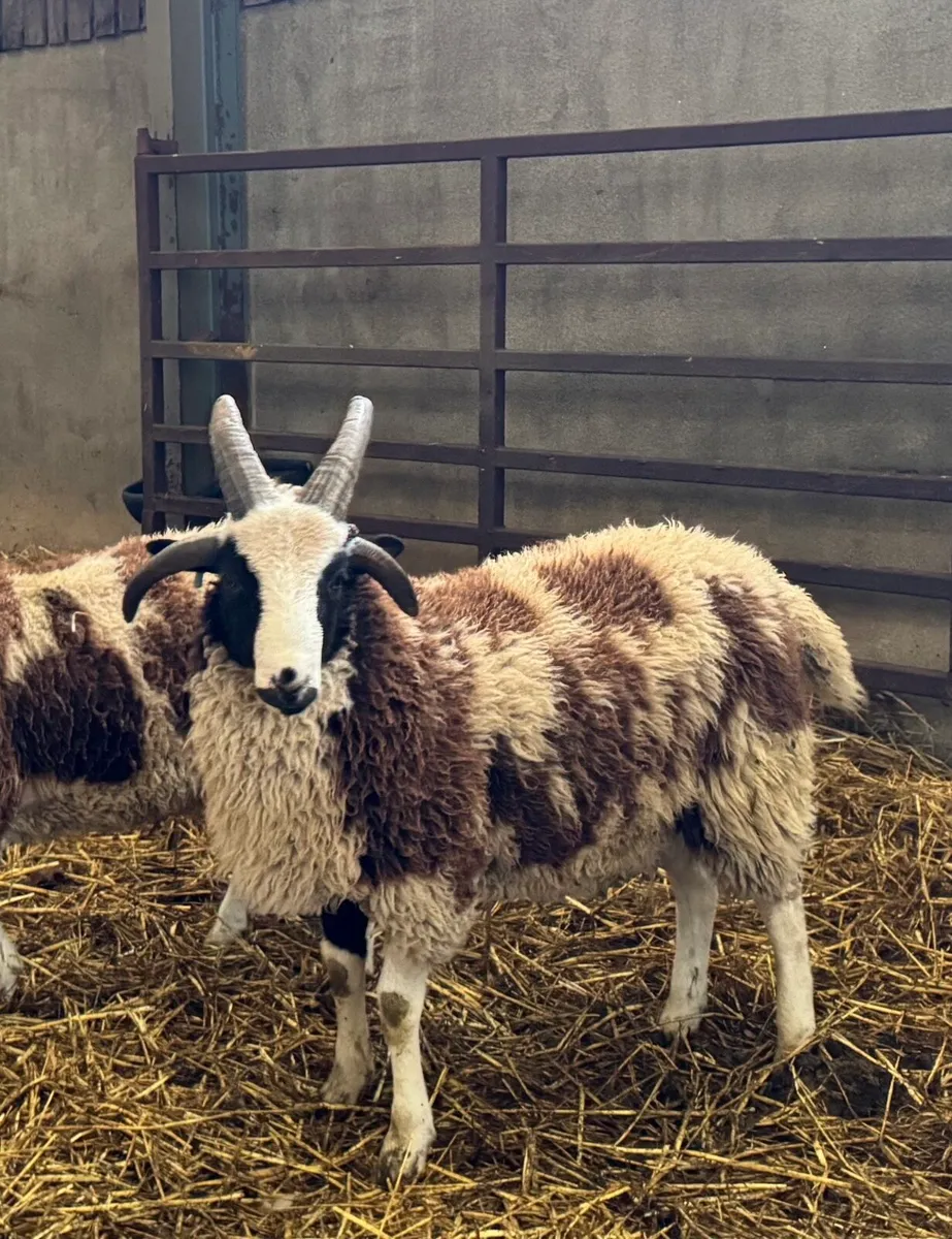 Pedigree Jacob Ram Lambs - Image 3