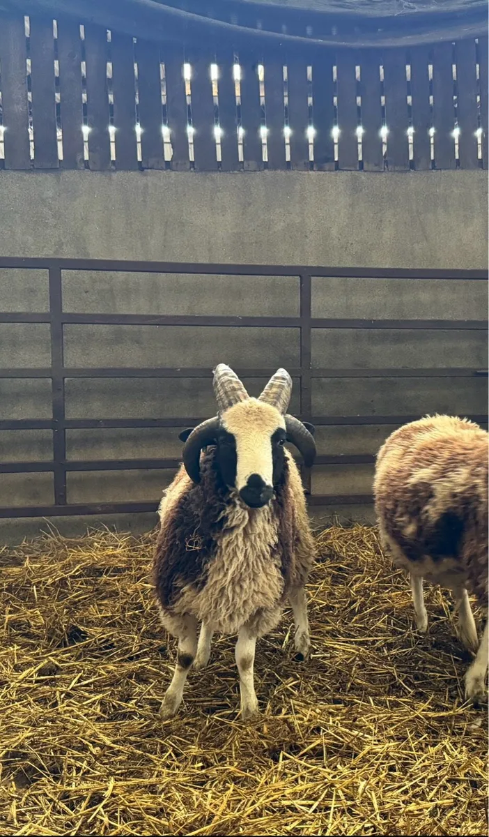 Pedigree Jacob Ram Lambs - Image 4