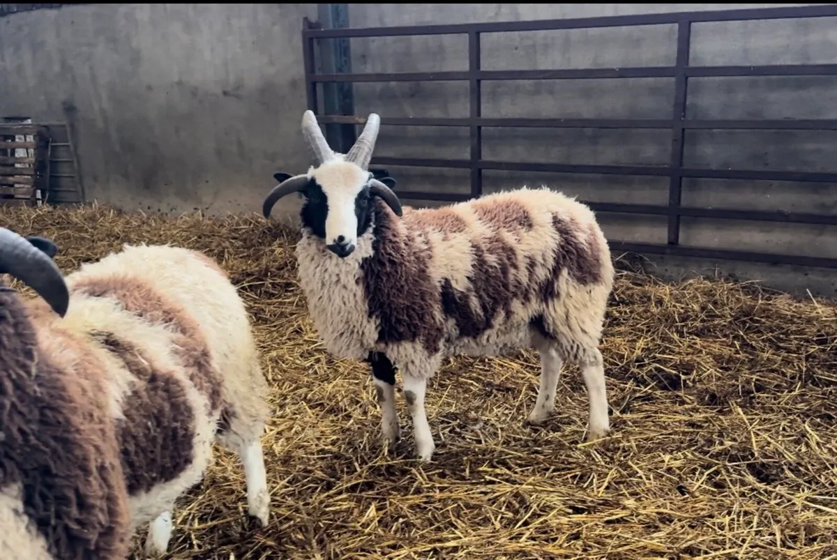 Pedigree Jacob Ram Lambs - Image 1
