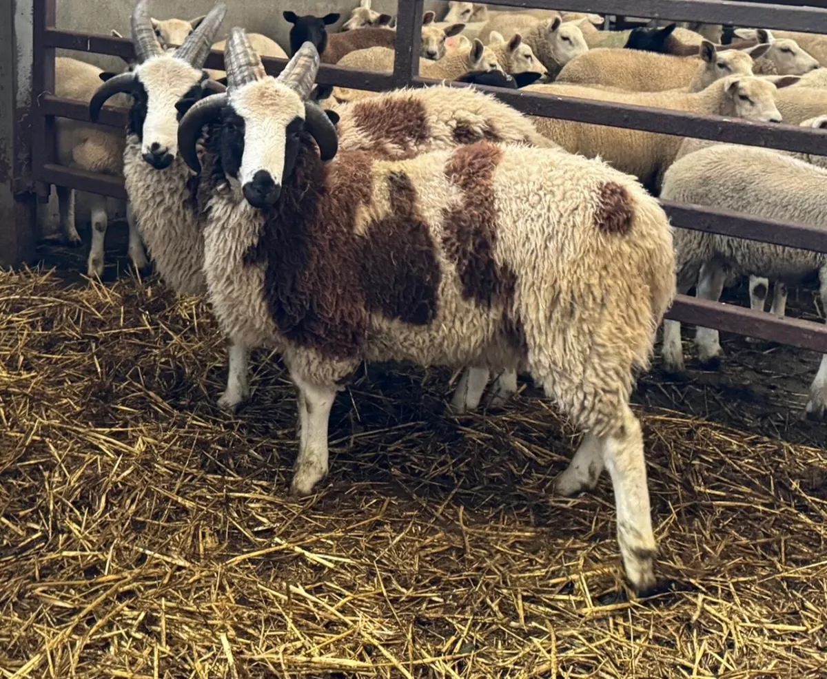 Pedigree Jacob Ram Lambs - Image 2