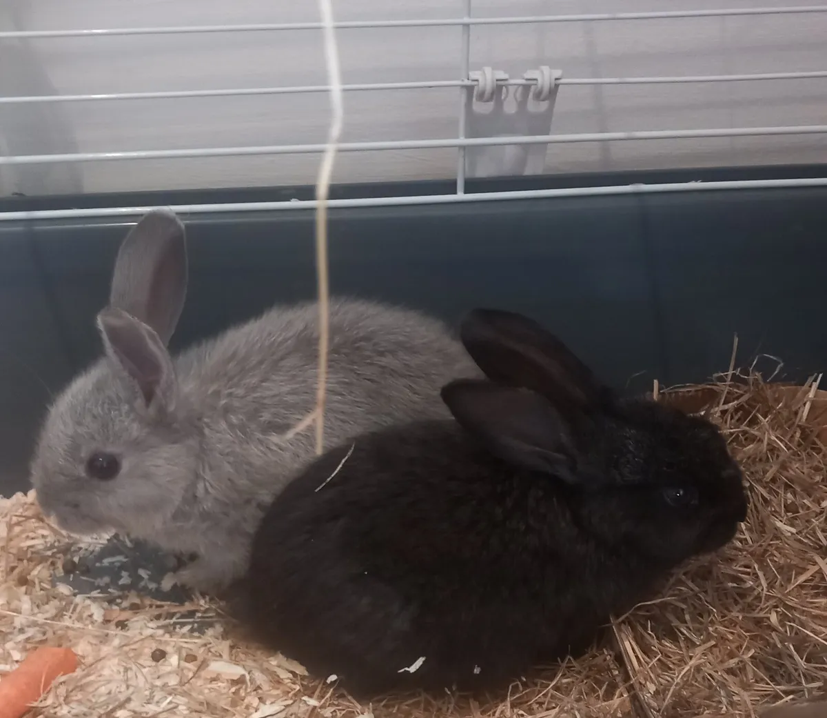 Two Rabits + Cage + Food - Image 1