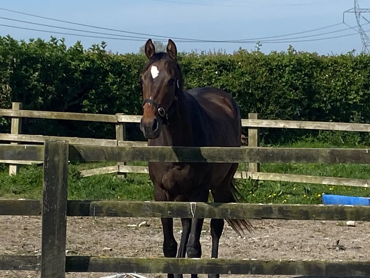 TB filly - Image 4