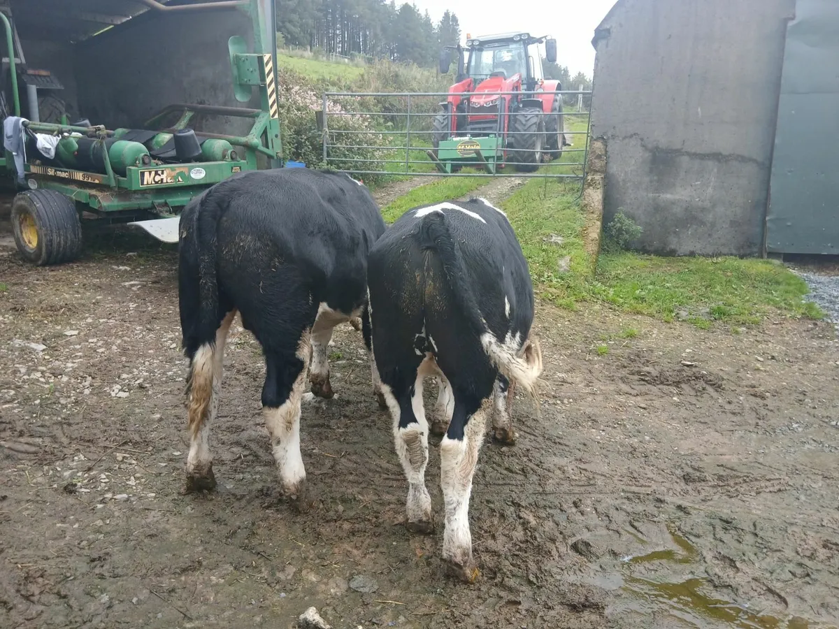 Weanlings - Image 1