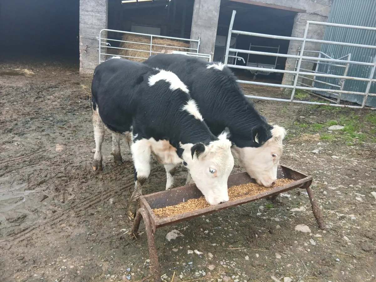 Weanlings - Image 2