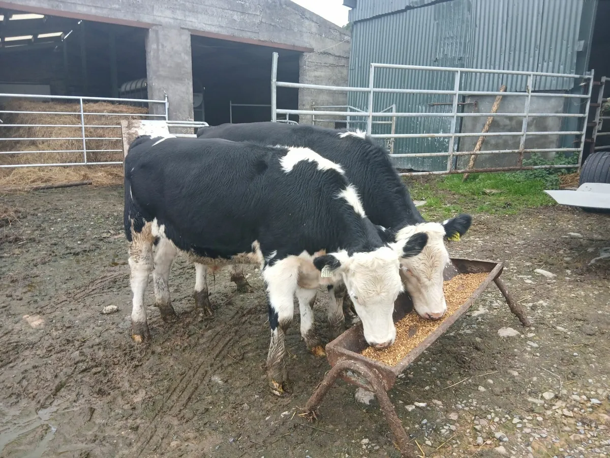 Weanlings - Image 4