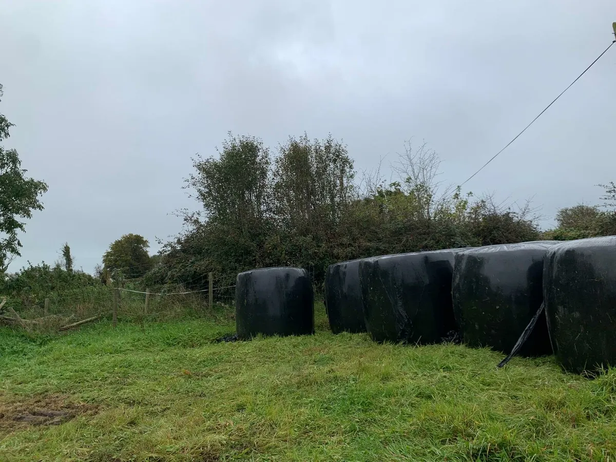 Silage Bales - Image 2
