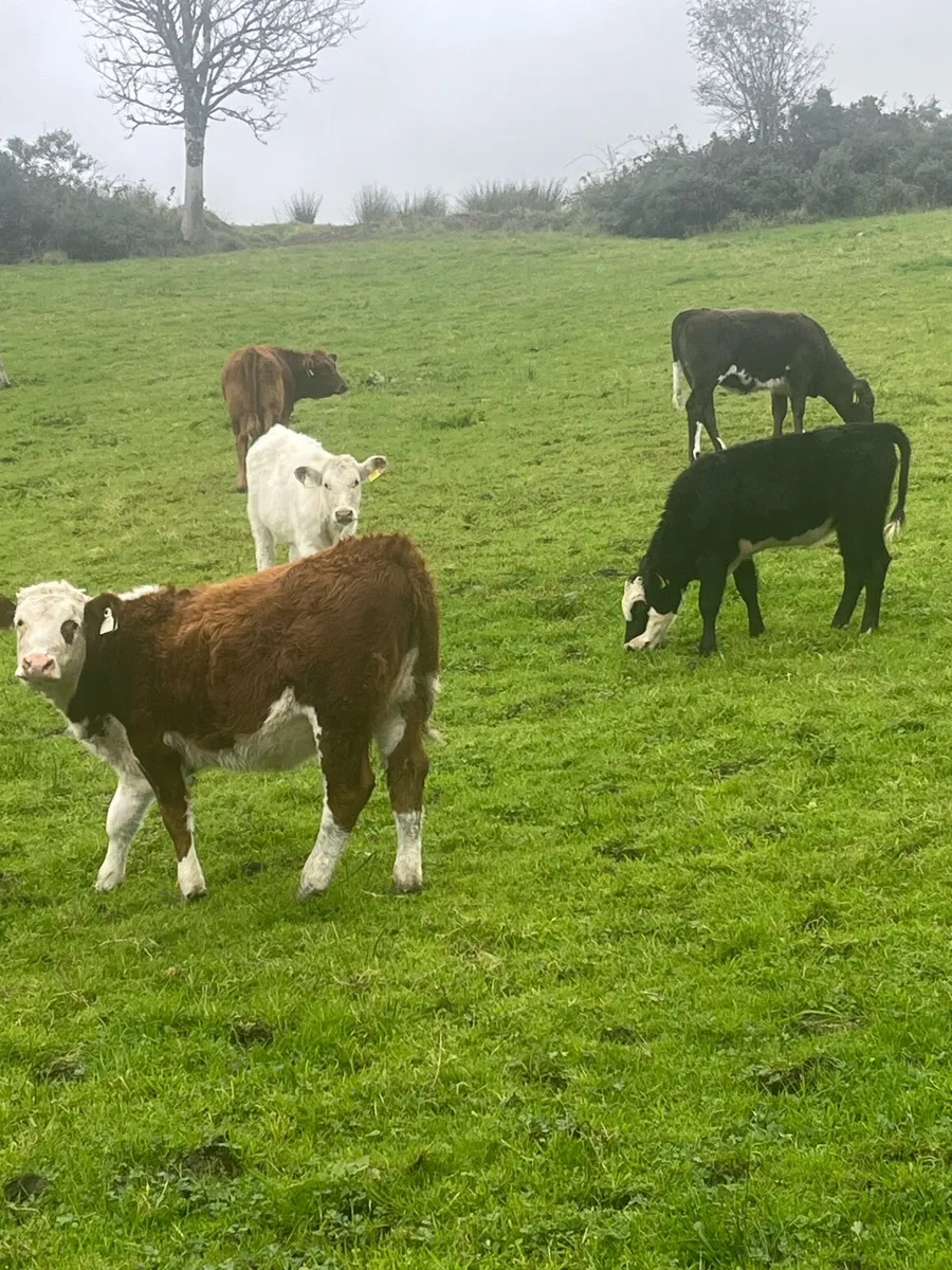 Suckler bred Weanlings - Image 1